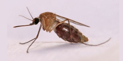 Le Cameroun enregistre près de 02 millions de cas de paludisme chaque année