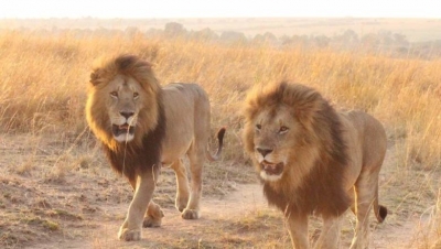 Lions en divagation dans le Mbam et Kim : Les autorités vont relancer les opérations de traque