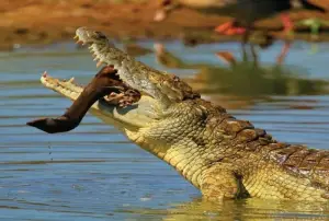 Divagation des crocodiles : Les populations du quartier « Présidentiel » à Garoua IIème ont presque perdu le sommeil