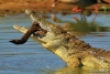 Divagation des crocodiles : Les populations du quartier « Présidentiel » à Garoua IIème ont presque perdu le sommeil