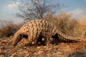 Protection des pangolins: Une affaire de tous