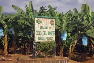 Filière banane au Cameroun : Le retour de la CDC booste les exportations de 3,4%