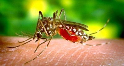 Santé : l’Algérie et l’Argentine officiellement débarrassés du paludisme