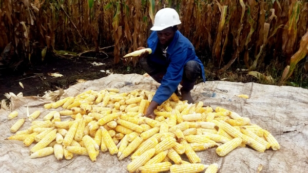 Agriculture : 1,7 milliard de FCFA pour produire des semences agricoles en 2019