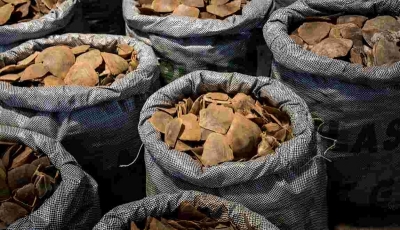 Lutte anti braconnage : Deux tonnes d’écailles de pangolins et 200 tonnes de pointes d’ivoire saisis