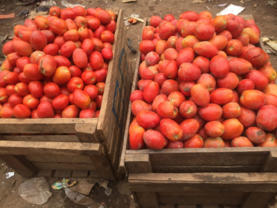 Inflation : Hausse vertigineuse du prix de la tomate à Bertoua