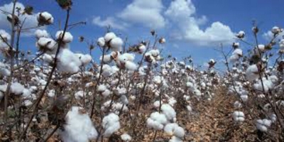 Cameroun-Filière coton : la Sodecoton fait un chiffre d&#039;affaire à hauteur de 140 milliards