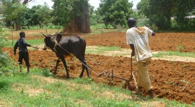 Economie : Nouvelles perspectives agricoles au Cameroun