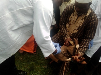 Région de l&#039;Ouest : la campagne de vaccination gratuite contre la peste des chèvres et des moutons officiellement lancée
