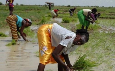 Agriculture : Le Minepat propose un plan de relance de la filière riz au Cameroun