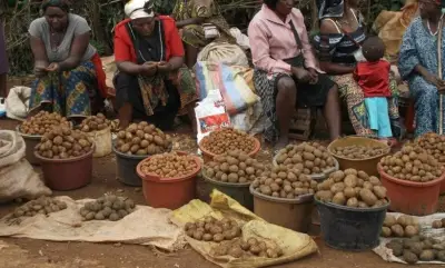 Restructuration de la filière pommes de terre : Les acteurs clés de la chaîne de valeur se penchent sur la question à Bafoussam