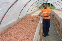 Cameroun : Les centres d’excellence de traitement post-récolte du cacao livrent leurs 150 premières tonnes de fèves