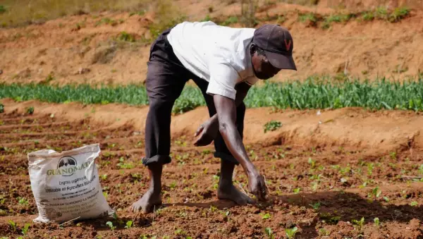 7,2 milliards FCFA pour une usine de production d’engrais biologique annoncée à Kribi