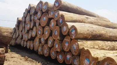 Opérations d’exportations : Des exploitants forestiers camerounais dénoncent des tracasseries administratives