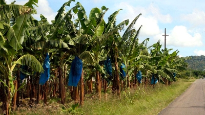 L’entreprise CDC n’a fait aucune exportation de banane en septembre 2018