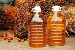 Production de l&#039;huile de palme : Des organisations de la société civile adressent un plaidoyer au Gouvernement Camerounais