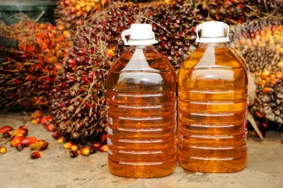 Production de l&#039;huile de palme : Des organisations de la société civile adressent un plaidoyer au Gouvernement Camerounais