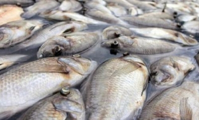 Pêche illégale : 6 400 tonnes de poissons saisies dans la région du Nord