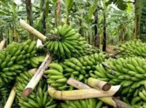 Bananes camerounaises : La CDC reprend les exportations après 18 mois de cessation d’activités
