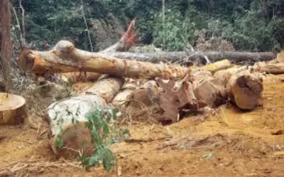 Cameroun : Une cinquantaine d’entreprises réfractaires à l’exploitation transparente des forêts