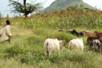 Secteur de l’Elevage au Cameroun : Une morosité économique annoncée pour le deuxième trimestre 2021