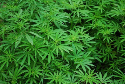 L&#039;ONU ne considère plus le cannabis comme un stupéfiant