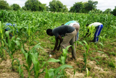 Production du maïs : La SNI veut financer la construction d’une unité à Ntui