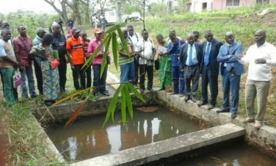 Production aquacole : 300.000 alevins seront distribués aux pisciculteurs en 2020 au Cameroun