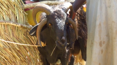 Foire au bétail dans le chef lieu de la région de l&#039;Adamaoua