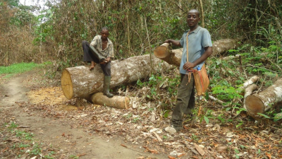 Au Cameroun, l&#039;exploitation illégale de bois de grande valeur nuit aux communautés forestières autochtones