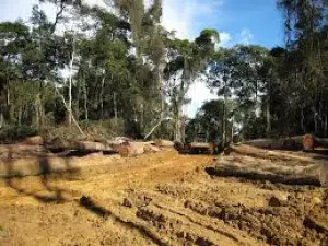 Littoral: Des unités de transformations de bois coupables de moult violations