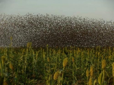 Extrême-Nord : Les oiseaux granivores menacent la production des céréales