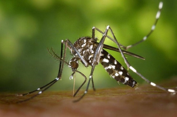 Santé : La Côte d&#039;Ivoire de nouveau confronté à la Dengue