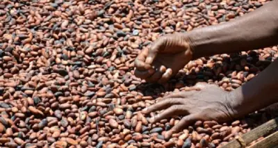 Cameroun : Le prix du cacao atteint 1220 FCFA le kg