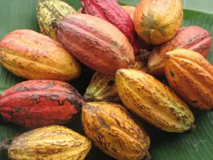 Consommation : Vers la commercialisation des cabosses de cacao