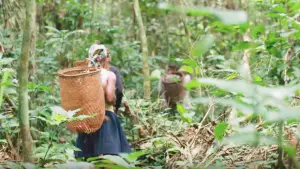 Gestion des forêts communautaires: Le Projet Dryad évalue le chemin parcouru