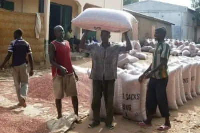 Garoua : Augmentation record des prix d&#039;arachides dans les marchés