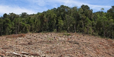 L’Ong Greenpeace demande l’arrêt immédiat des activités de Camvert, le projet de la plus grande palmeraie d’Afrique centrale