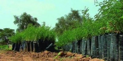 Nord : le rôle de l’arbre dans la lutte contre la désertification et le changement climatique