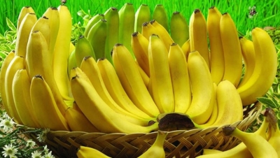 Les exportations de la banane camerounaise en baisse de 13 394 tonnes