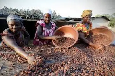 Femme rurale dans le Cacao : Une nouvelle fenêtre s’ouvre pour la production des fèves de qualité au Cameroun