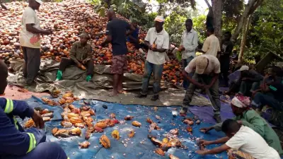 L&#039;AMPE lance un programme de transformation alimentaire