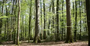 Informatisation de la gestion forestière : La sensibilisation est engagée