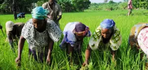 Journée mondiale de la femme rurale: Une commémoration placée sous le signe du plaidoyer