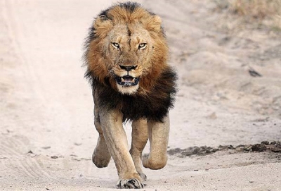Faune : Quatre lions en divagation affolent les habitants de Mbam et Kim