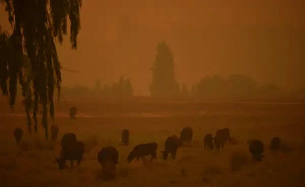 Australie : Après les incendies, place aux averses de grêle et à la poussière