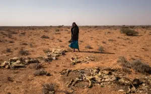 Somalie : Il faut une aide de 710 millions de dollars pour prévenir une crise humanitaire due à la sécheresse