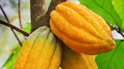 Matières premières: le prix de kilogramme de cacao connait une légère hausse de 10%