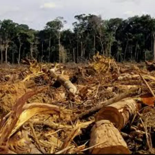 Cameroun : Quatre régions fortement touchées par la déforestation