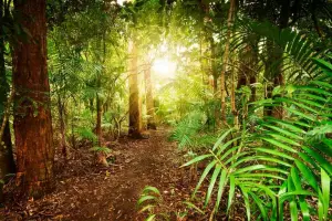 Environnement: Inquiétude pour les forêts tropicales